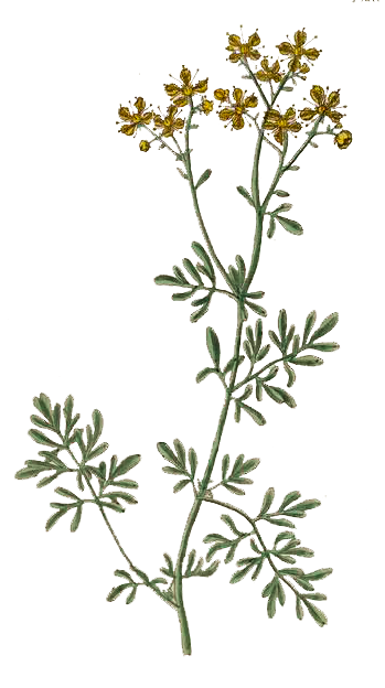 Baneful Herbs