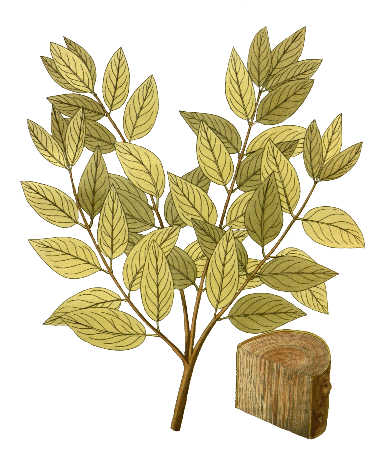 Herbs: Roots + Bark
