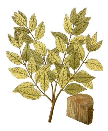 Herbs: Roots + Bark