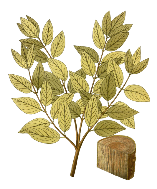 Sandalwood Shavings