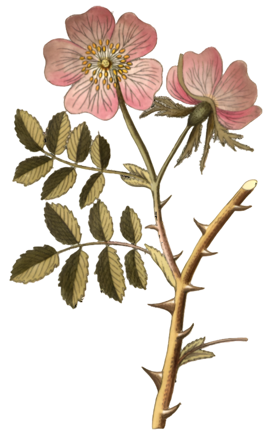 Pink Rose Petals