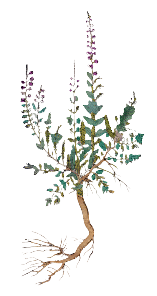 Heather Flowers