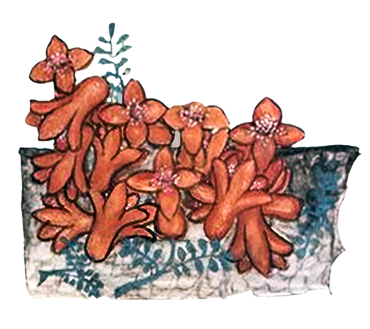 Pomegranate Flowers