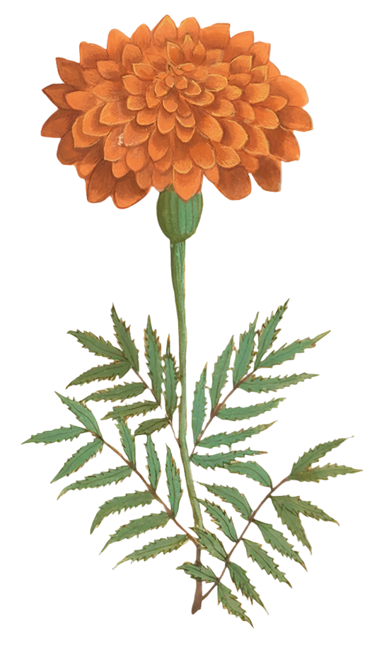 French Marigold Flowers