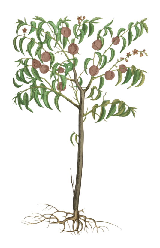 Peach Blossoms