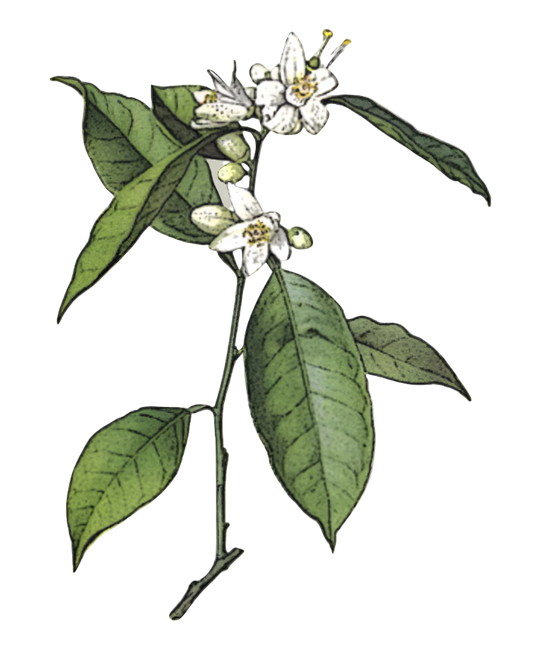 Orange Blossoms