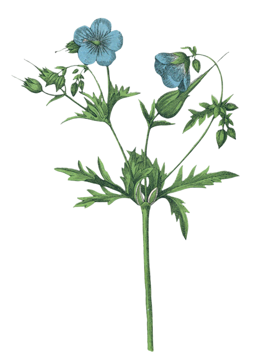 Blue Mallow Flowers