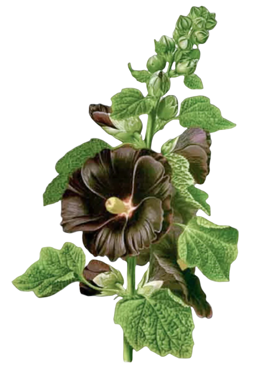 Black Mallow Flowers