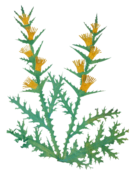Blessed Thistle Herb