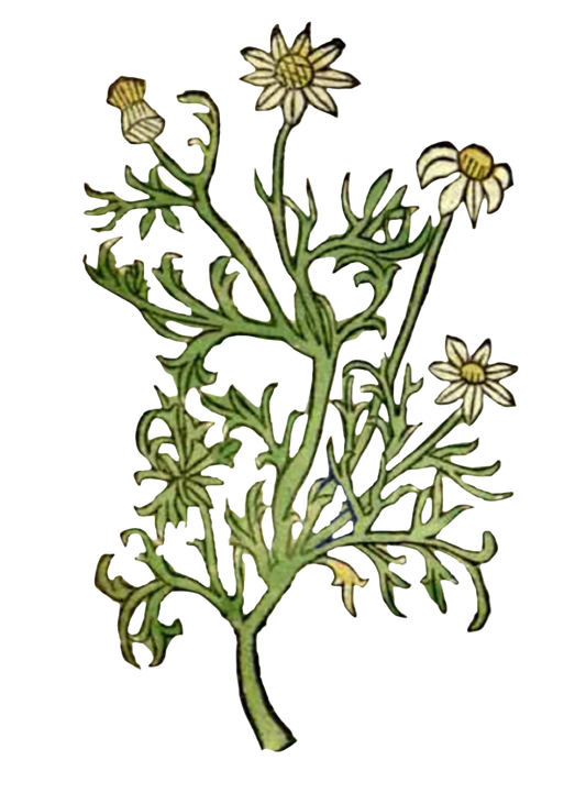 Chamomile Flowers
