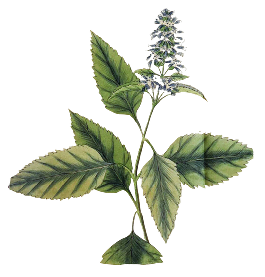 Patchouli Herb