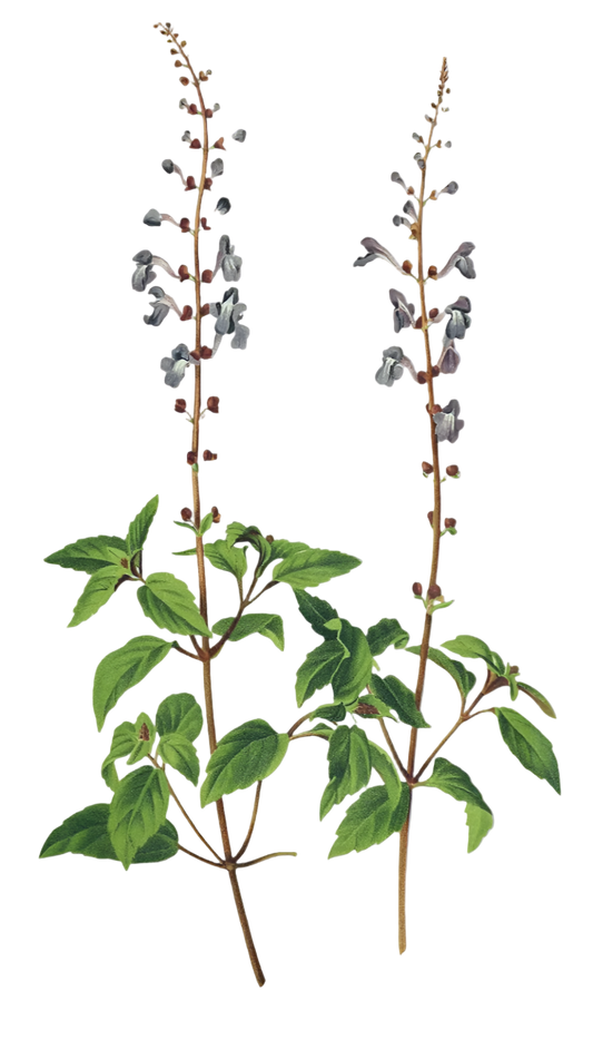 Skullcap Herb