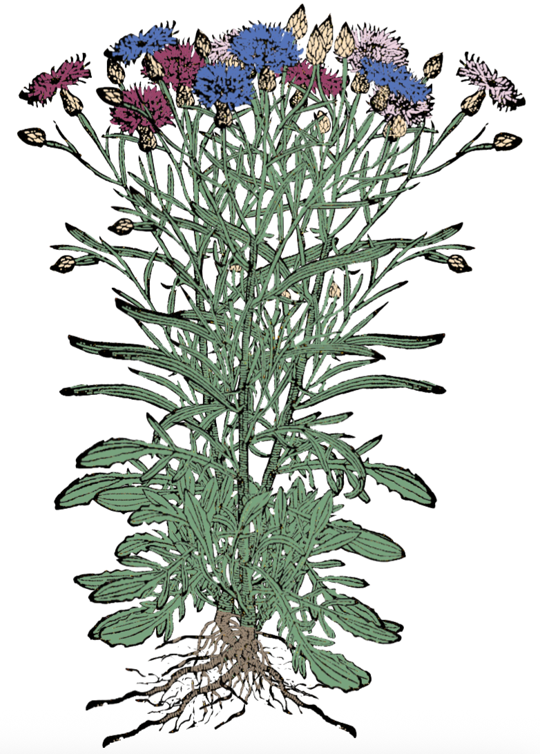 Herbs: Flowers + Berries