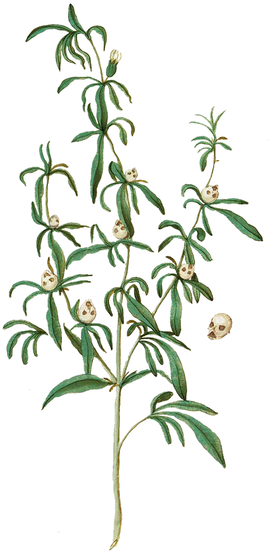 Snapdragon Skulls