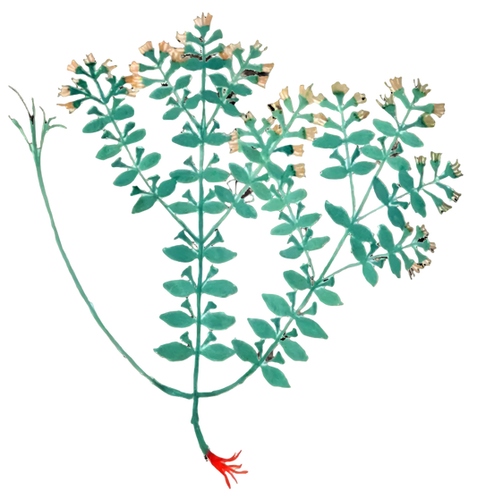 St. John's Wort Herb