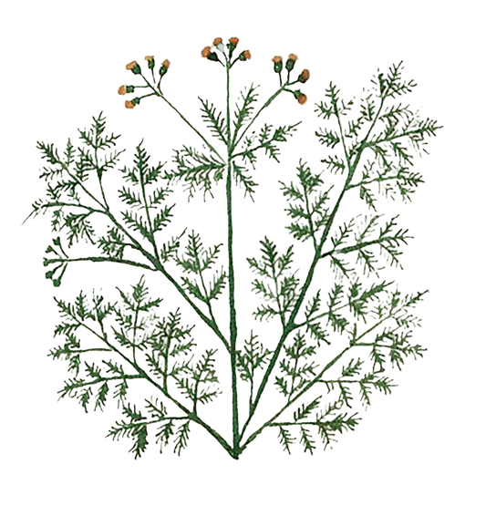 Tansy Herb