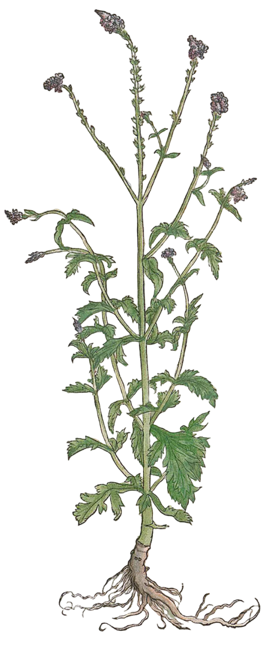Vervain (verbina) Herb