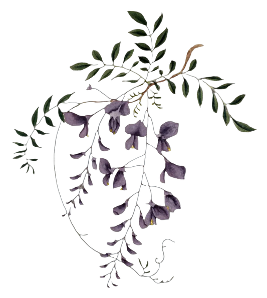 Wisteria Flowers
