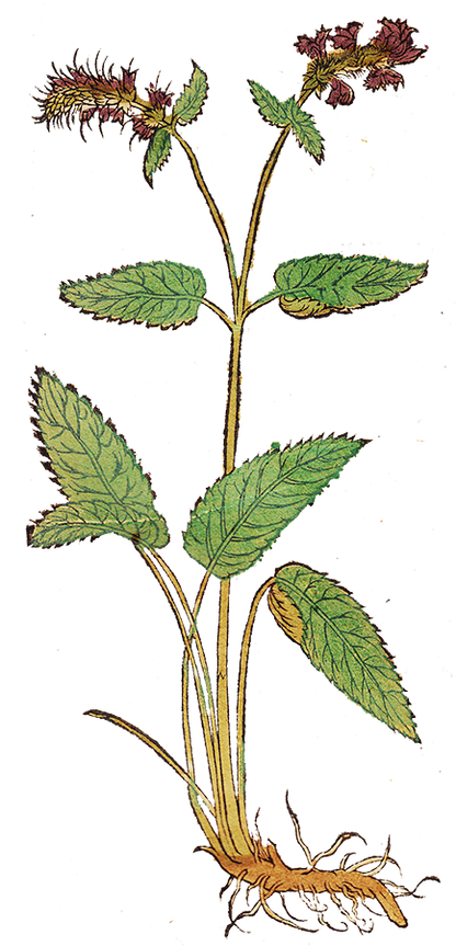Herbs: Leaves + Stems