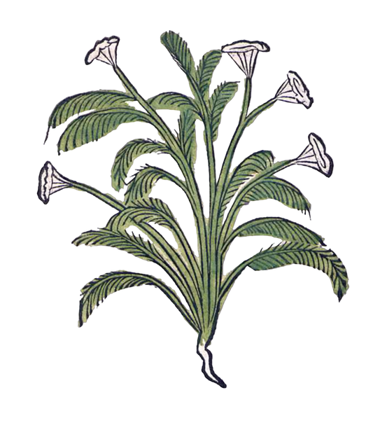 Yarrow Flowers