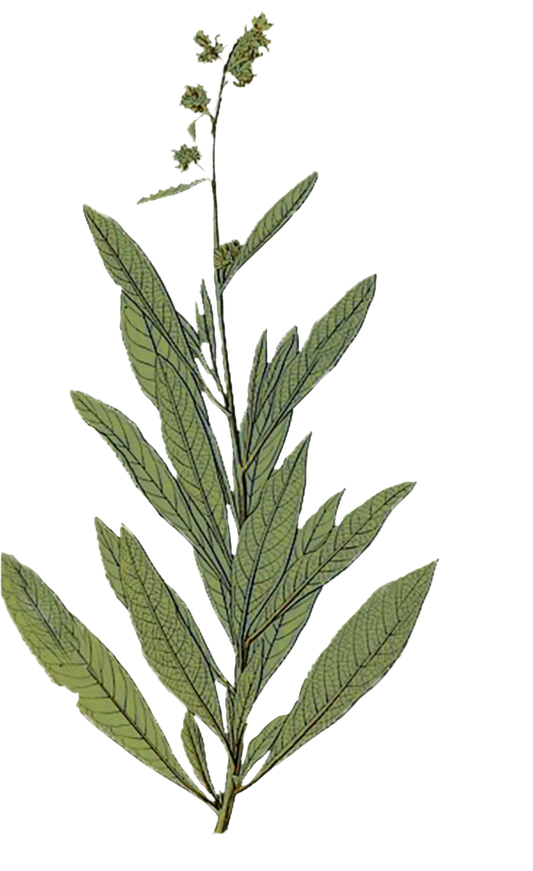 Yerba Santa Herb