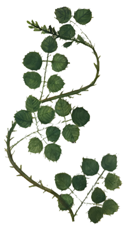 Blackberry Leaf