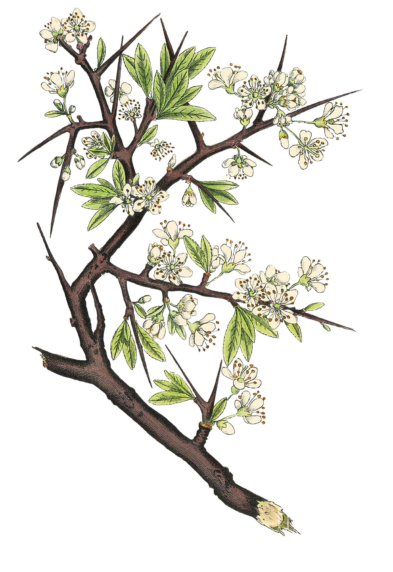 Baneful Herbs
