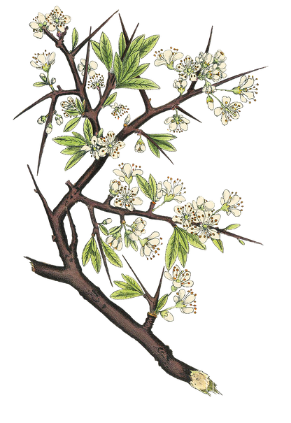 Baneful Herbs